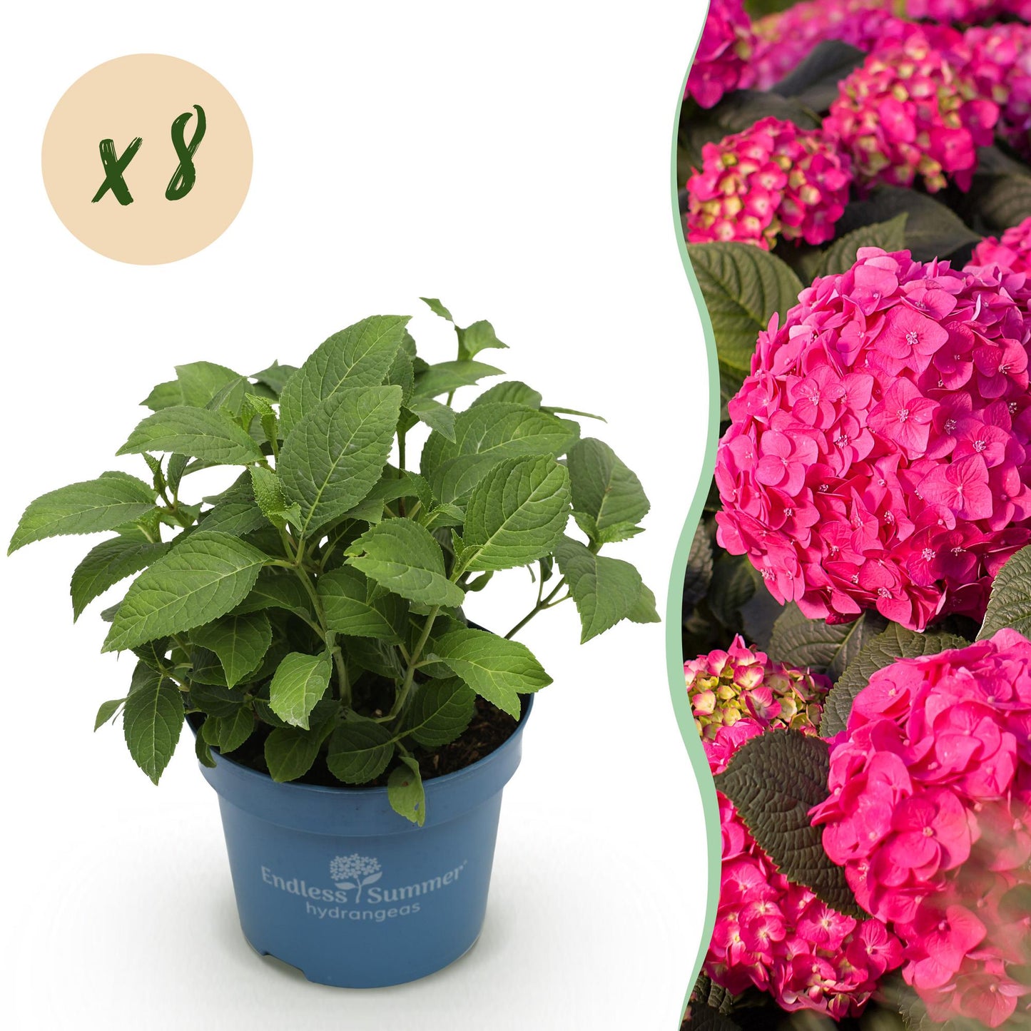 Green boutiQ - Tuinplant - Hydrangea Endles Summer Summer Love Red - Hortensia - Winterhard - Rood - 8 Planten - Pot 14cm - Hoogte 20-25cm