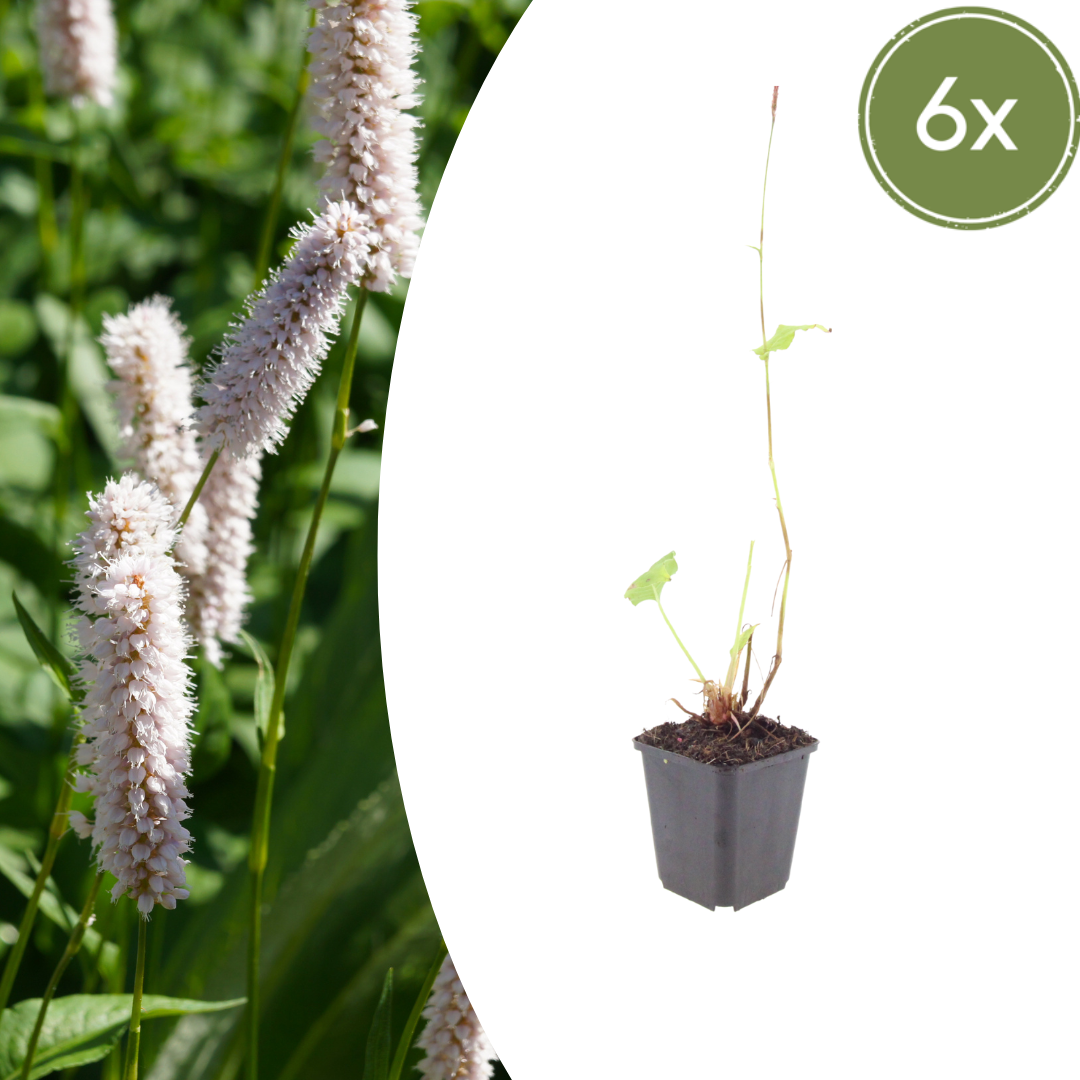 Persicaria bistorta 'Superba' - Adderwortel
