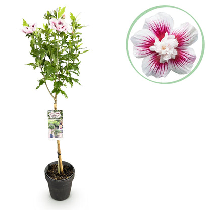 Hibiscus syriacus 'Starburst Chiffon®' op stam - Altheastruik - hoogte 90cm