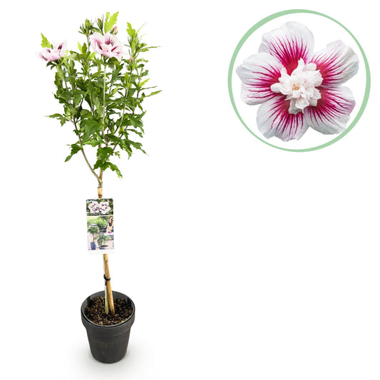 Hibiscus syriacus 'Starburst Chiffon®' op stam - Altheastruik - hoogte 90cm