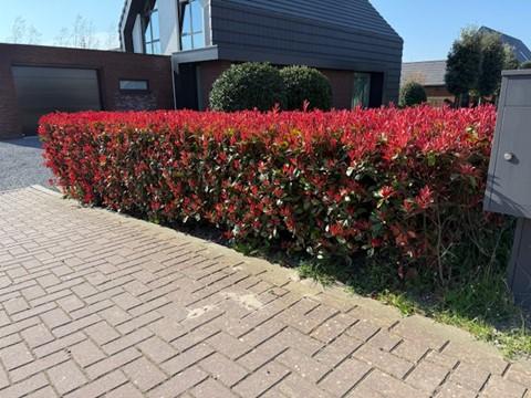 Photinia fraseri 'Carre Rouge' - Glansmispel - hoogte 30-35cm