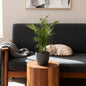 Green boutiQ - Kamerplant - Chamaedorea elegans - Goudpalm - Huisdiervriendelijke Plant - Groen - 1 Plant - met Potter Grijs - Pot 12cm - Hoogte 15cm