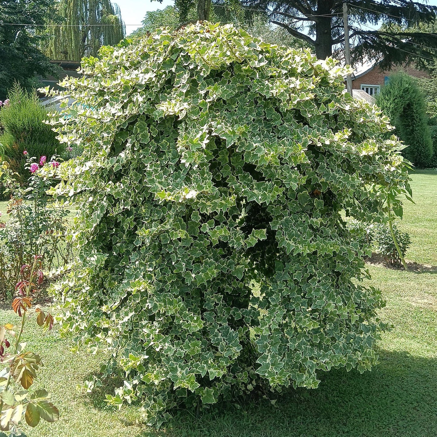 Hedera helix 'Glacier' - kleinbladige Klimop