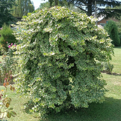 Hedera helix 'Glacier' - kleinbladige Klimop