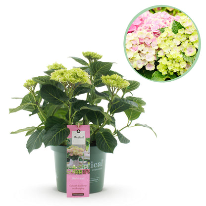 Hydrangea 'Magical Jewel Pink' - Roze Hortensia - 6-10 Bloemen - hoogte 55cm