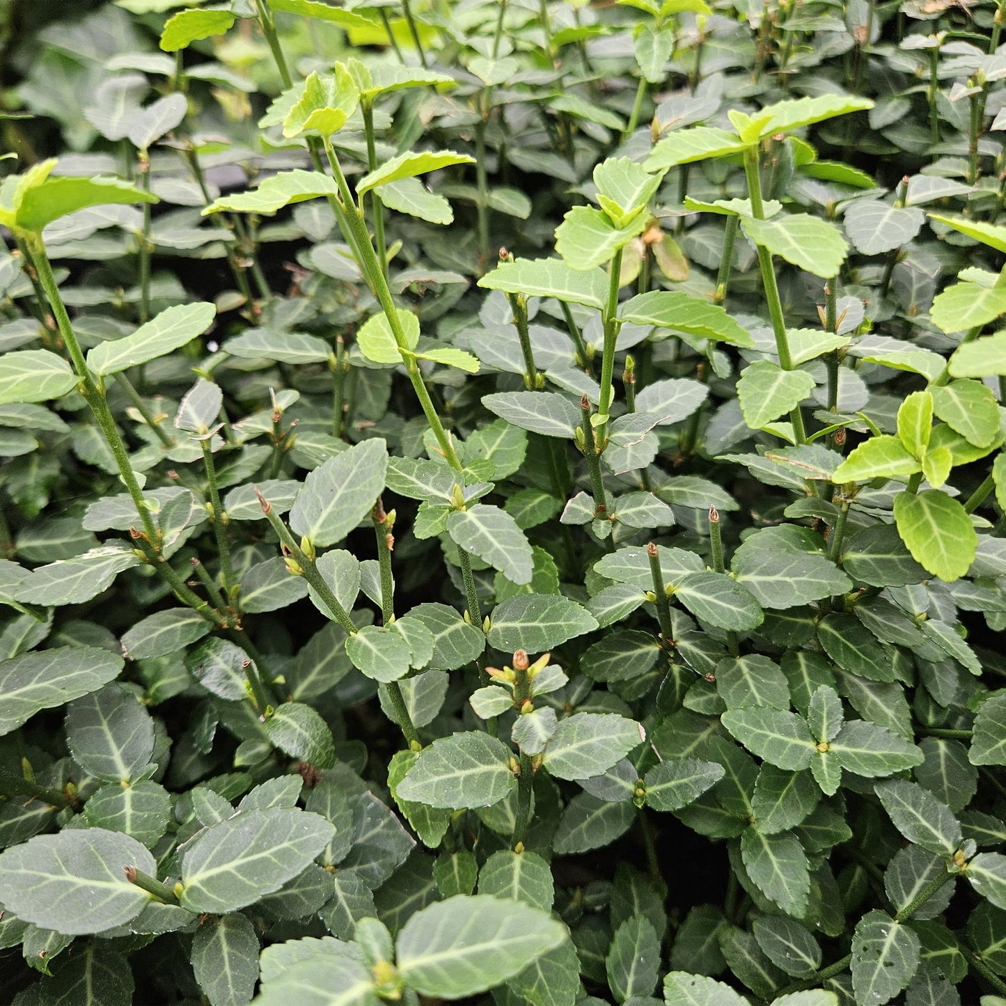 Euonymus fortunei radicans - Kardinaalshoed