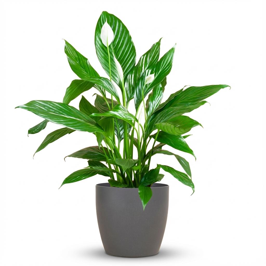 Spathiphyllum met Potter grijs - 80cm - Ø21