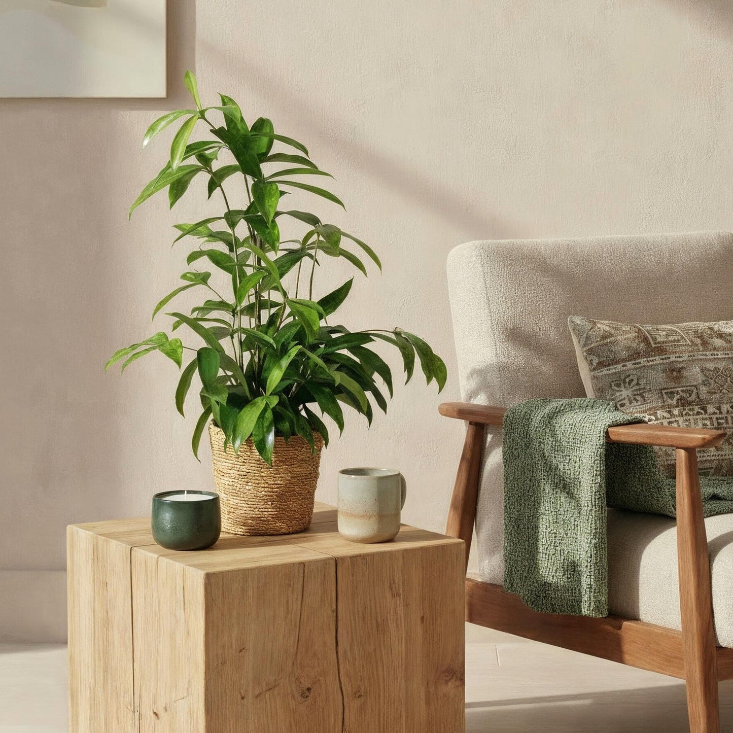 Green BoutiQ - Green is... Kamerplanten - Dracaena surculosa - Drakenbloedboom - Weinig onderhoud - met mand - Groen - 1 Plant - Pot 17cm - Hoogte 60-70cm