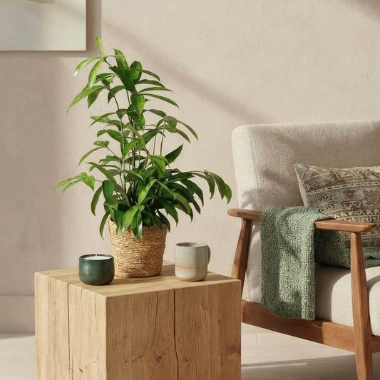 Dracaena surculosa - Drakenbloedboom - incl. mand - 1 plant - pot 17cm - hoogte 60-70cm