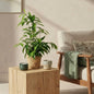 Dracaena surculosa - Drakenbloedboom - incl. mand - 1 plant - pot 17cm - hoogte 60-70cm