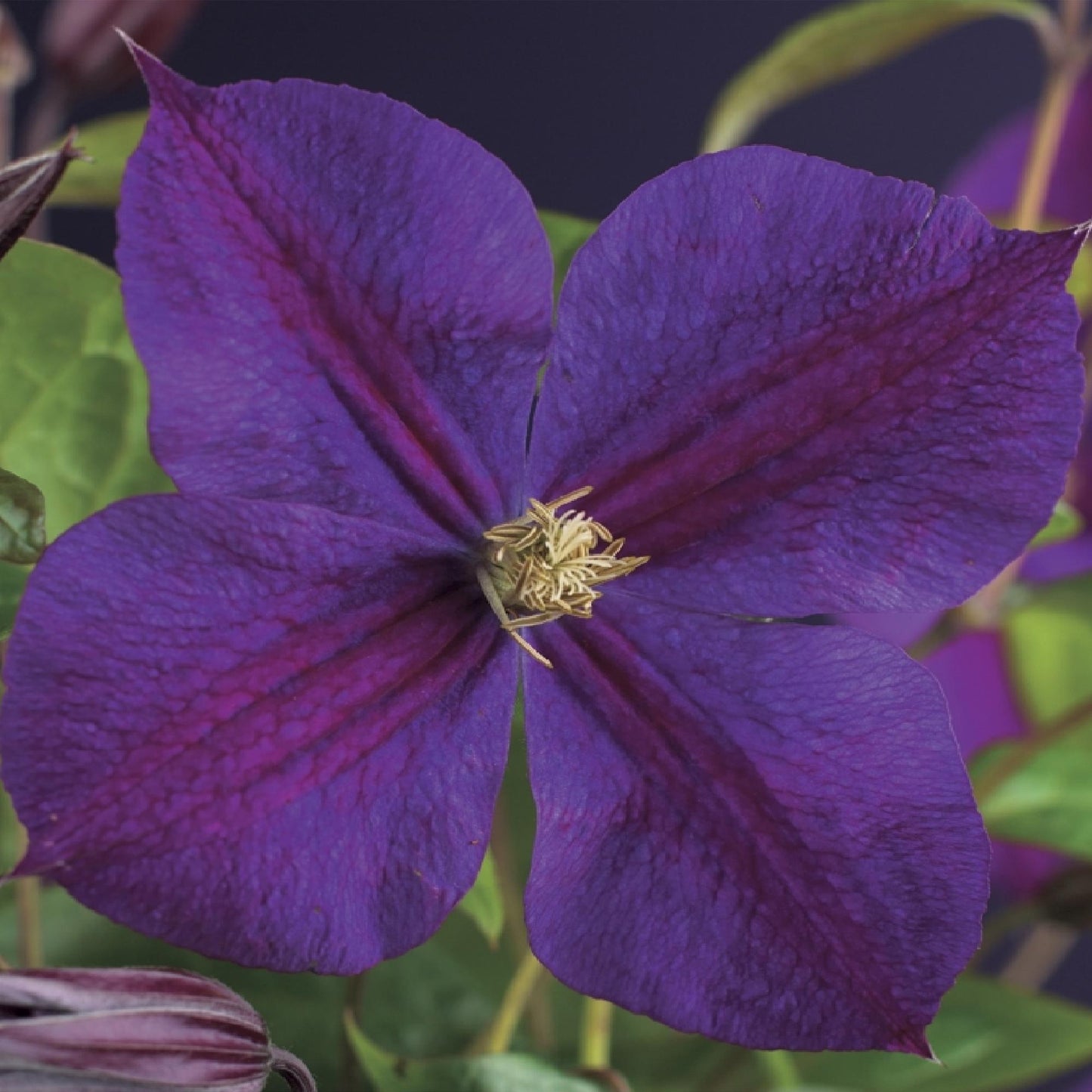 Clematis 'Star of India' - Clematis - 2 planten - Pot 11cm - Hoogte 40cm