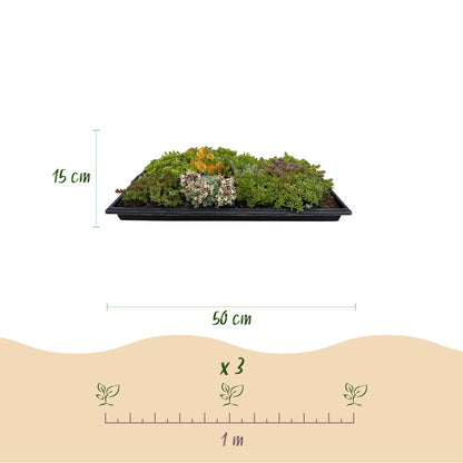 Sedum mat - bestaat uit 10 soorten - 2 x lengte 50 breedte 30