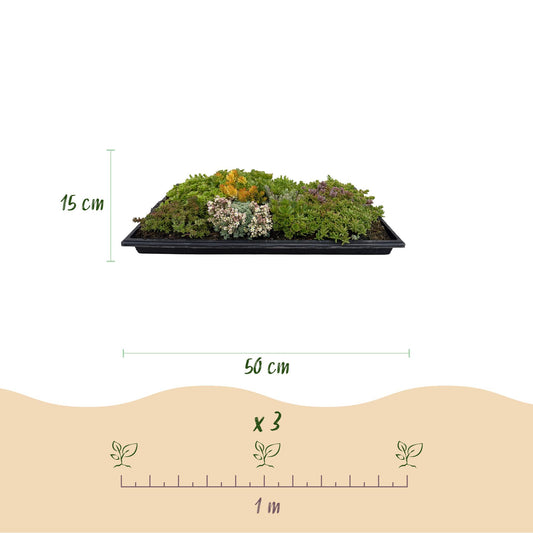 Sedum mat - bestaat uit 10 soorten - 2 x lengte 50 breedte 30
