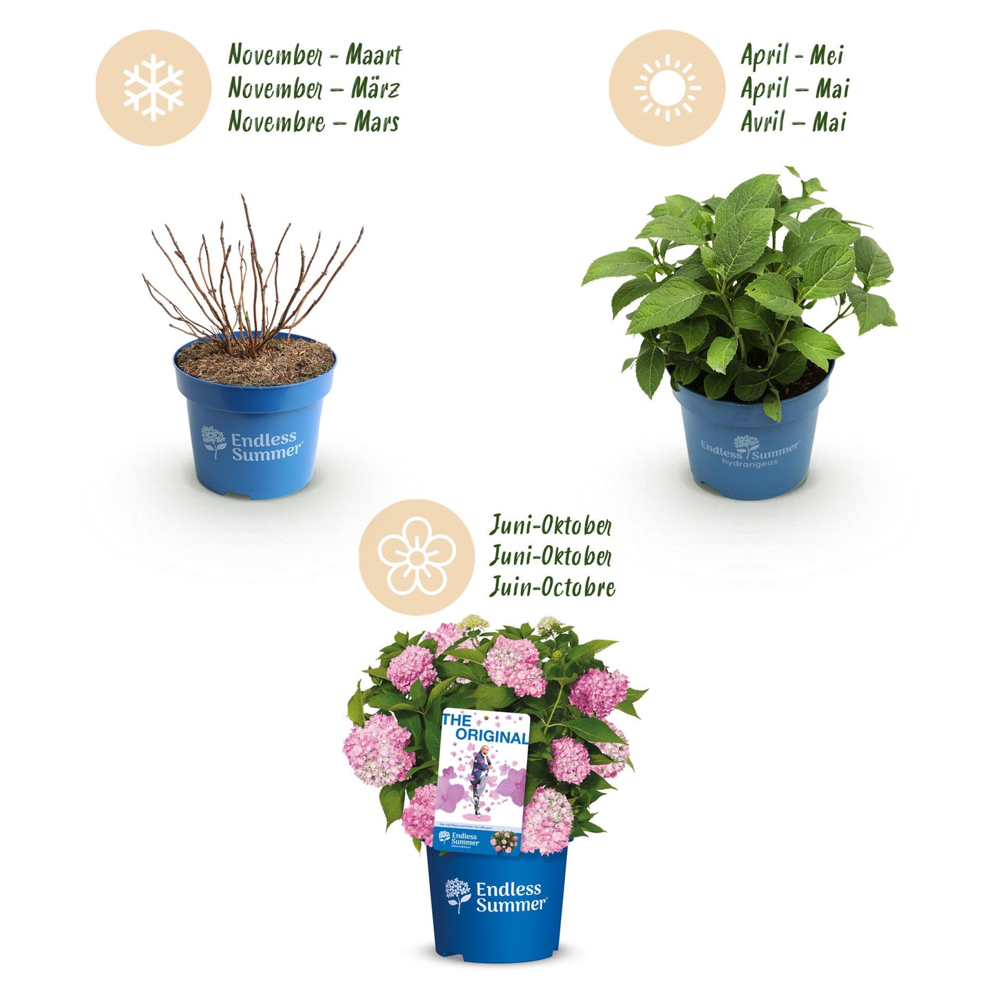 Hydrangea 'Endles Summer The Original Pink' - Roze Hortensia - hoogte 20-25cm