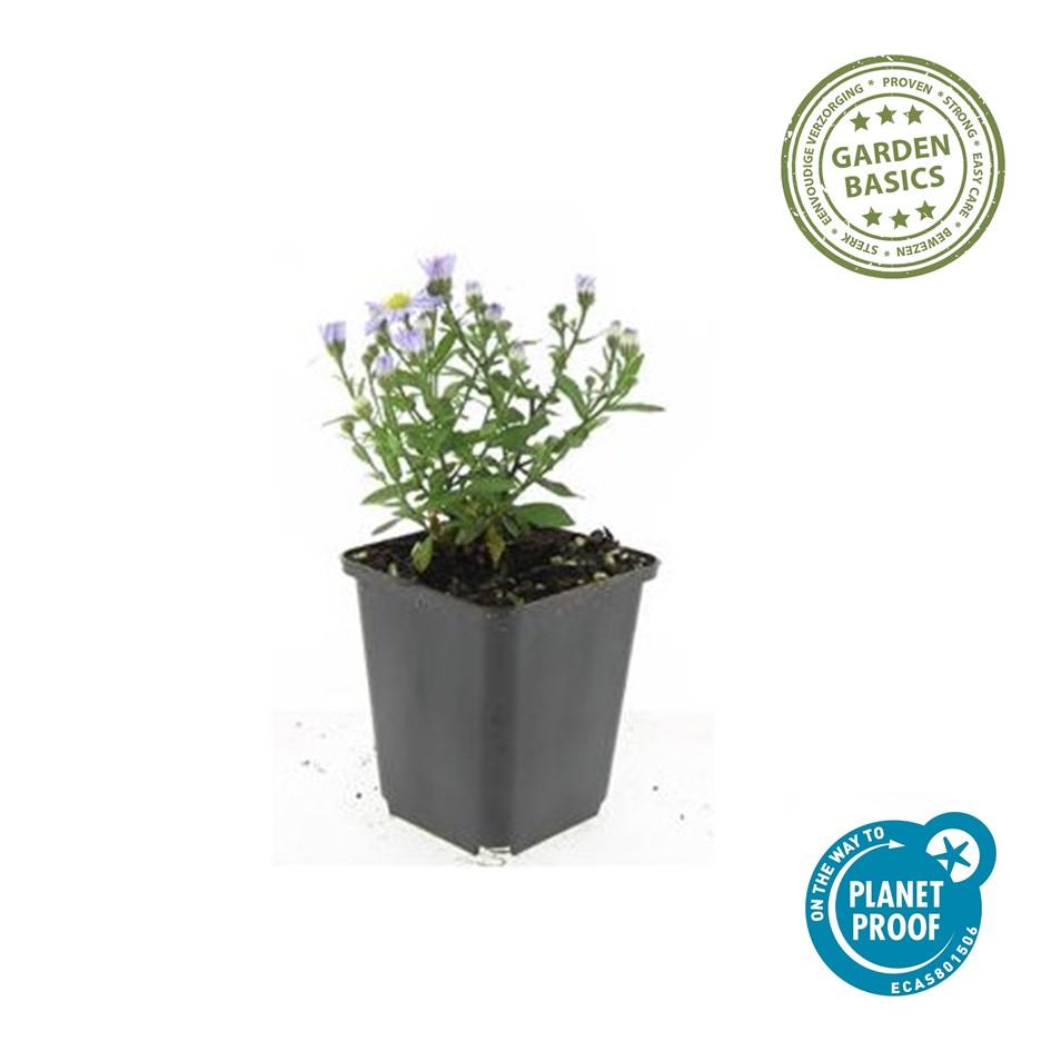 Aster (D) 'Prof. Anton Kippenberg' - Herfstaster