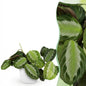 Green boutiQ - Kamerplant - Maranta Fascinator Silverband - Gebedsplant - Huisdiervriendelijke Plant - Groen - 1 Plant - met Potter Wit - Pot 12cm - Hoogte 25cm