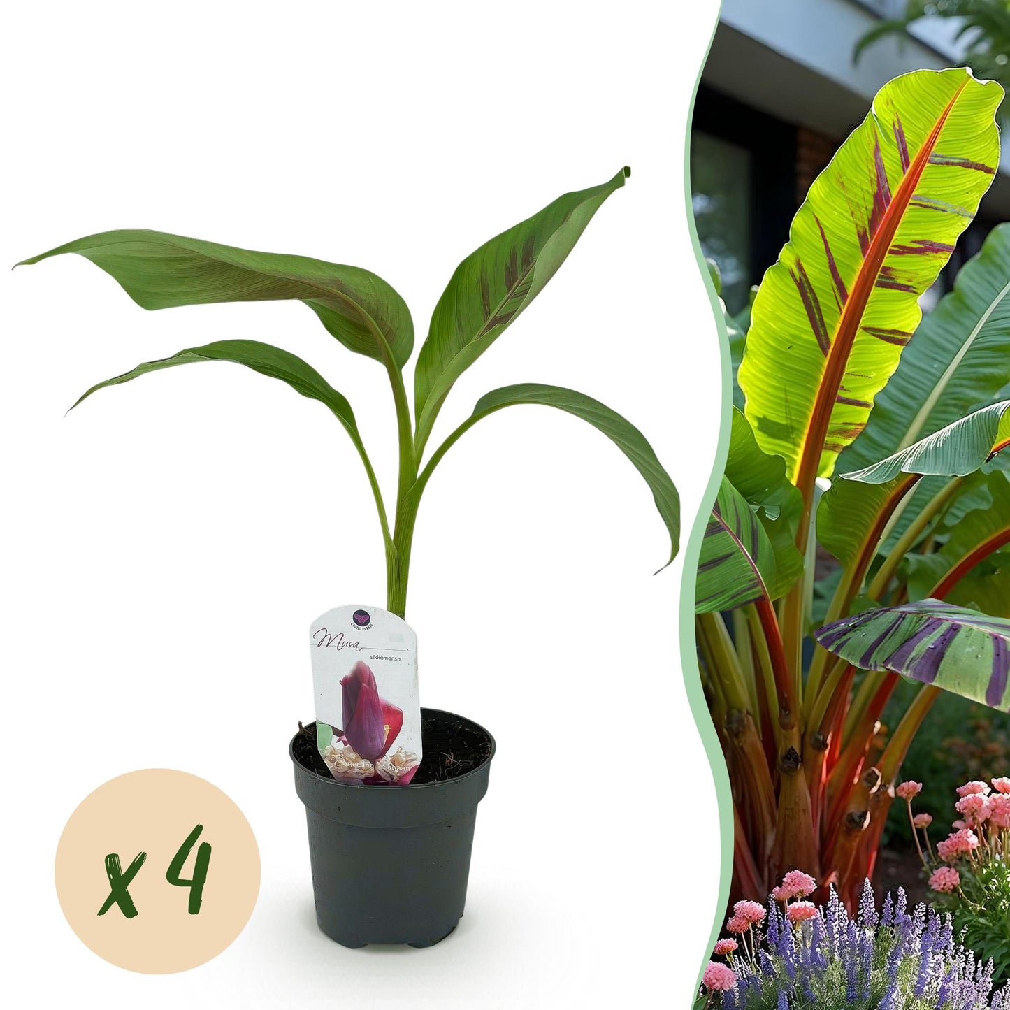 Musa sikkemensis 'Red Tiger' - winterharde Bananenboom - 4 planten - Pot 12cm - Hoogte 30cm
