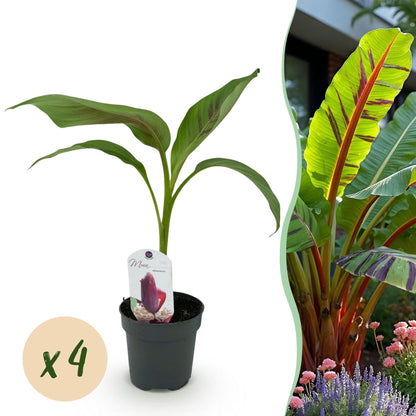 Musa sikkemensis 'Red Tiger' - winterharde Bananenboom - 4 planten - Pot 12cm - Hoogte 30cm