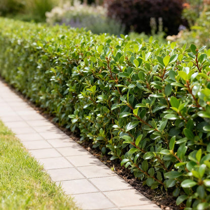 Ilex crenata 'Caroline Upright' - Japanse Hulst - 8 planten - pot 9cm - hoogte 25-30cm