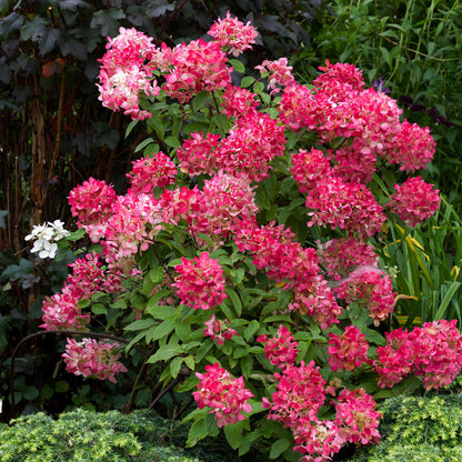 Green boutiQ - Pluim Hortensia - Hydrangea panniculata Pink Diamond - Bloem Wit Roze  - 3 Planten - 1 m2 - Bladverliezend - Grote Bloemen - Pot 17cm Hoogte 50cm