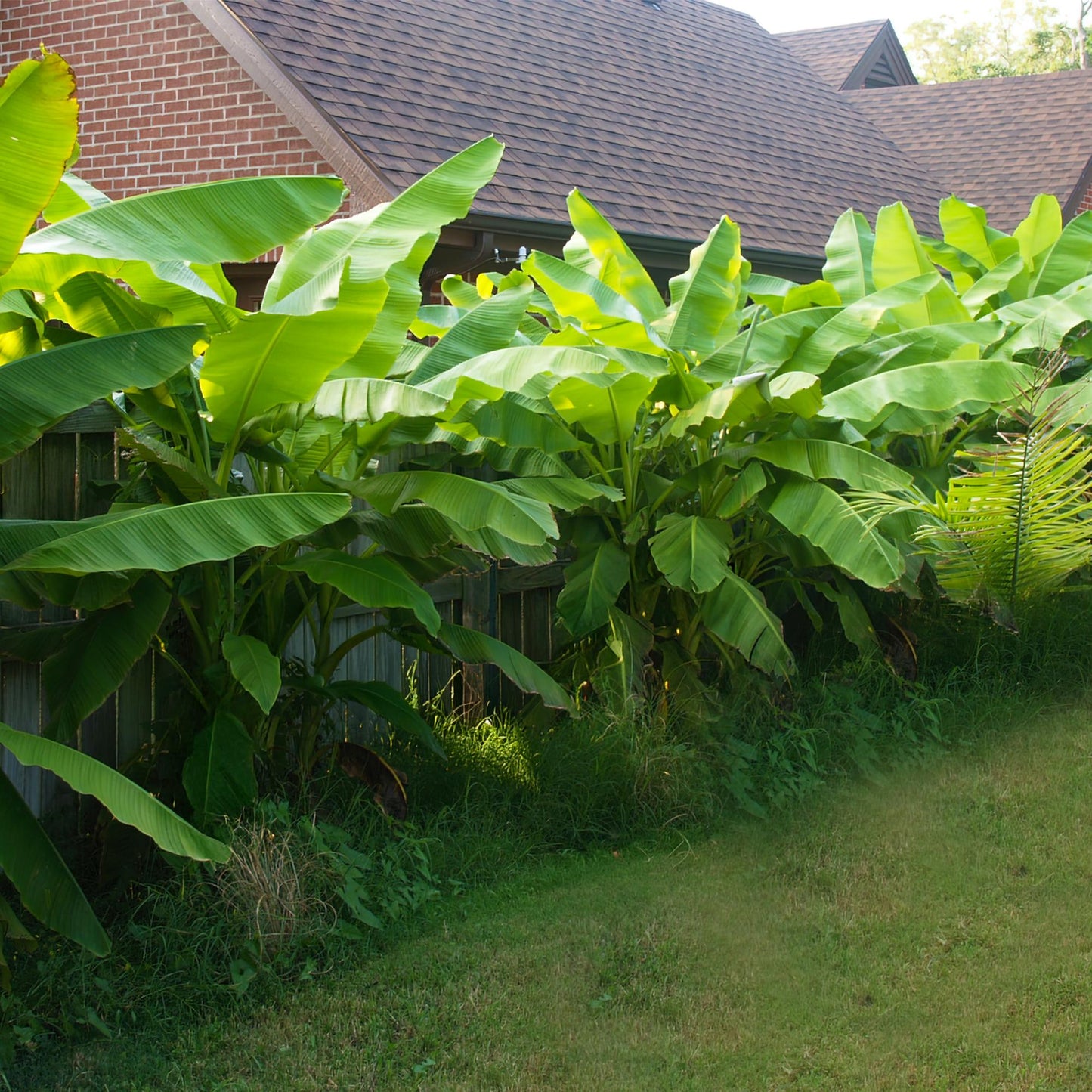Musa 'Basjoo' - winterharde Bananenboom - 4 planten - Pot 12cm - Hoogte 30cm