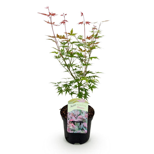 Acer palmatum 'Phoenix' - Japanse Esdoorn - hoogte 70cm
