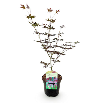 Acer palmatum 'Trompenburg' - Japanse Esdoorn - hoogte 70cm