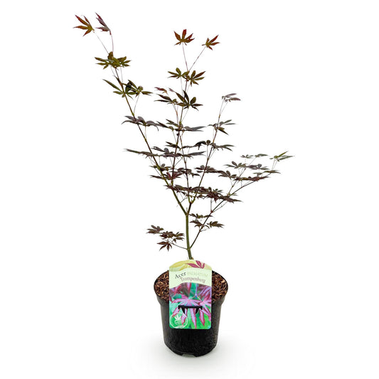 Acer palmatum 'Trompenburg' - Japanse Esdoorn - hoogte 70cm