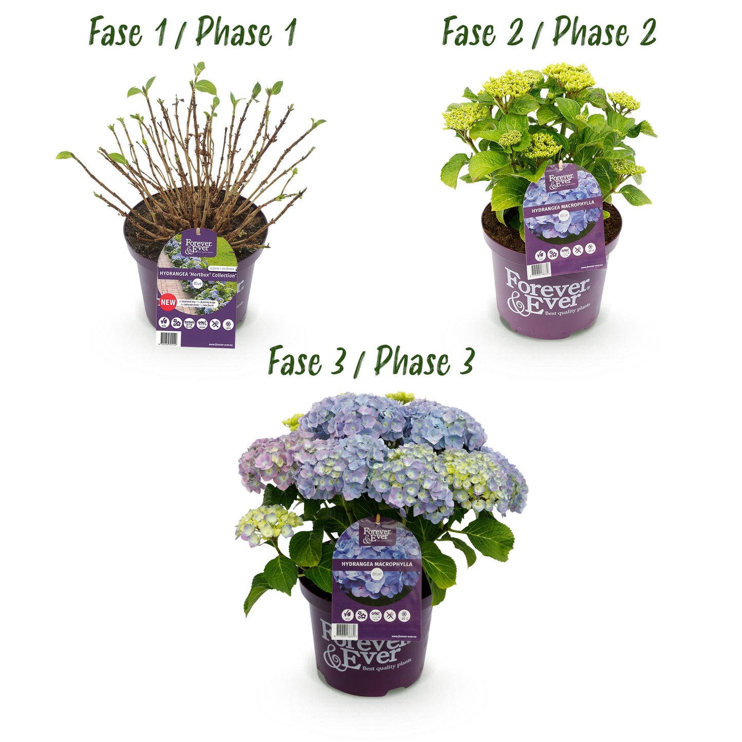 Hydrangea 'Forever & Ever Blue' - Blauwe hortensia - 7-12 Bloemen - Pot 23cm Hoogte 55cm
