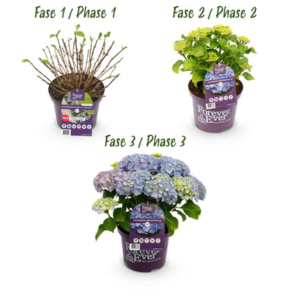 Hydrangea 'Forever & Ever Blue' - Blauwe hortensia - 7-12 Bloemen - Pot 23cm Hoogte 55cm