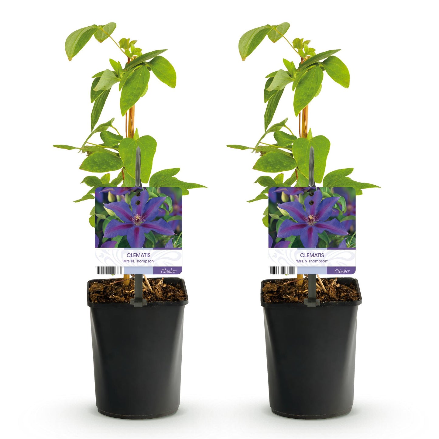 Clematis 'Mrs. N. Thompson' - Clematis - 2 planten - Pot 11cm - Hoogte 40cm