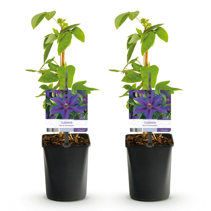 Clematis 'Mrs. N. Thompson' - Clematis - 2 planten - Pot 11cm - Hoogte 40cm
