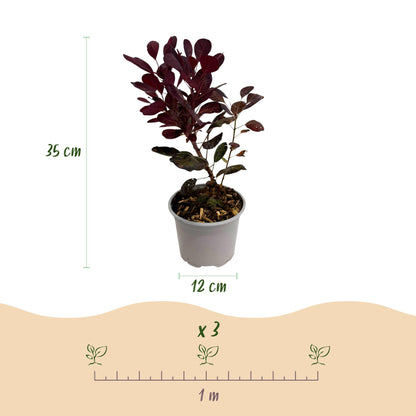 Cotinus coggyria 'Lilla' - Pruikenboom - hoogte 35cm