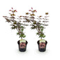 Green boutiQ - Terrasplant - Japanse Esdoorn - Acer palmatum Atropurpureum - Paars - 2 Planten - Bladverliezend - Pot 19cm Hoogte 70cm