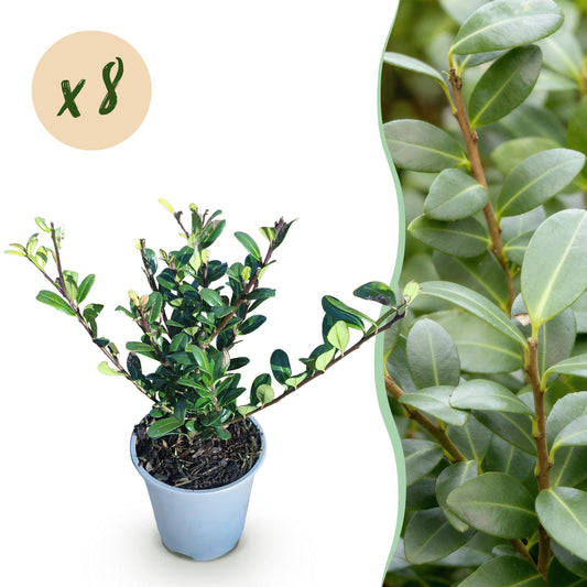 Ilex crenata 'Caroline Upright' - Japanse Hulst - 8 planten - pot 9cm - hoogte 25-30cm