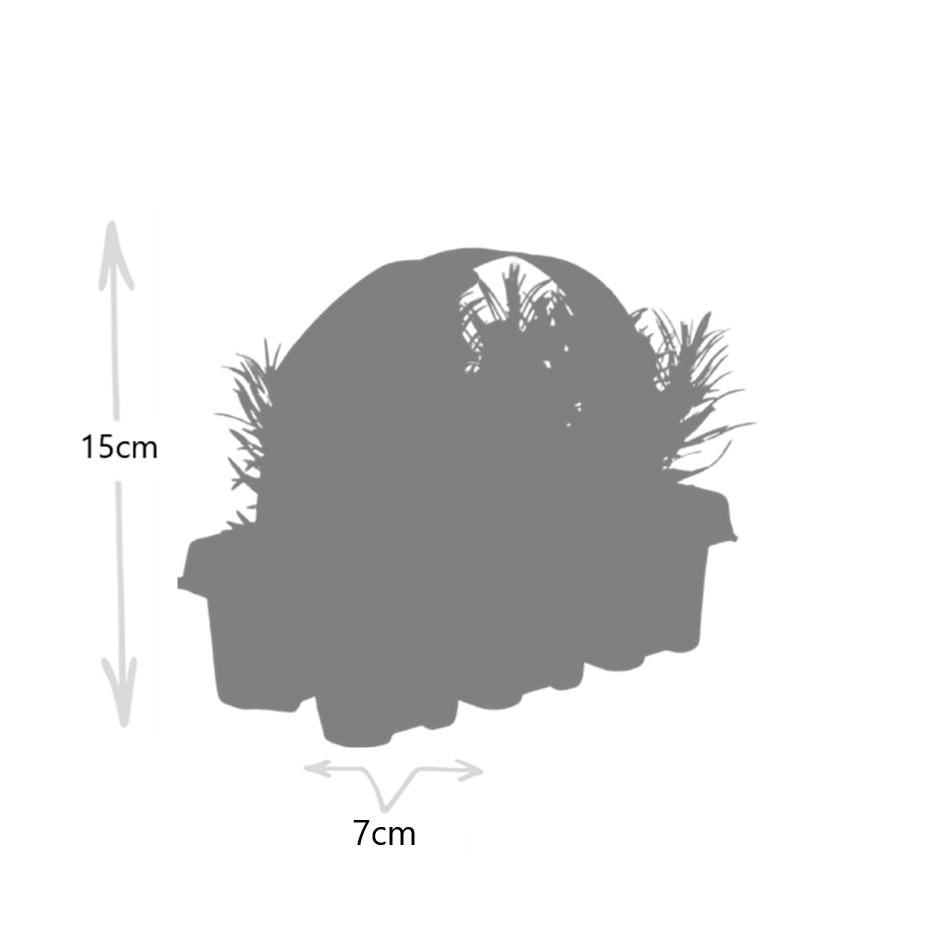 8 x 6 pack Lavendel angustifolia - Ø7 cm - ↕15 cm