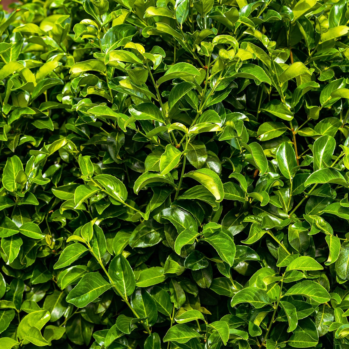 Prunus laurocerasus 'Rotundifolia' - Laurierkers - hoogte 50cm