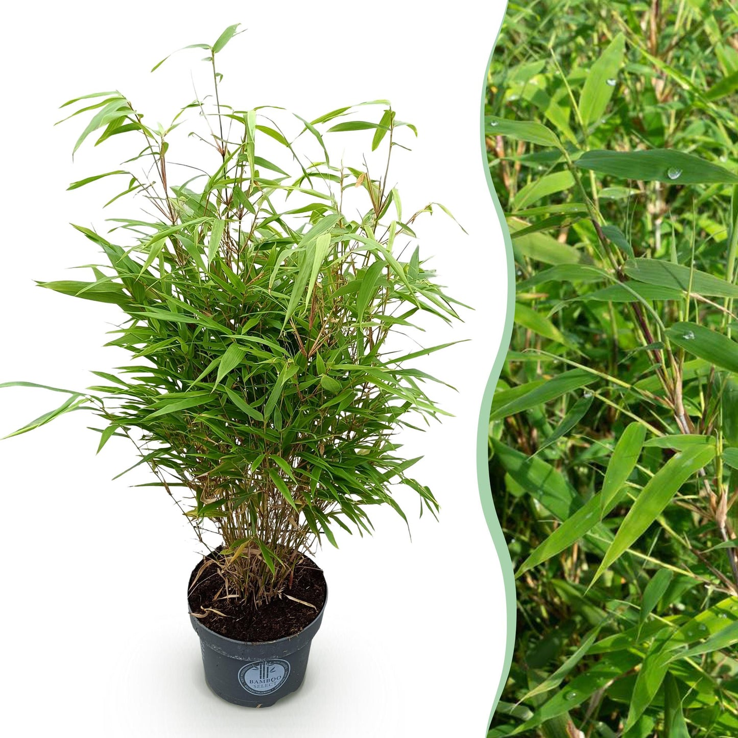 Fargesia Rufa - Niet Woekerende Bamboe - Bladhoudend - Groen - 1 Plant - Pot 23 cm - Hoogte 80 cm