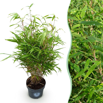 Fargesia Rufa - Niet Woekerende Bamboe - Bladhoudend - Groen - 1 Plant - Pot 23 cm - Hoogte 80 cm