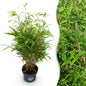 Fargesia Rufa - Niet Woekerende Bamboe - Bladhoudend - Groen - 1 Plant - Pot 23 cm - Hoogte 80 cm