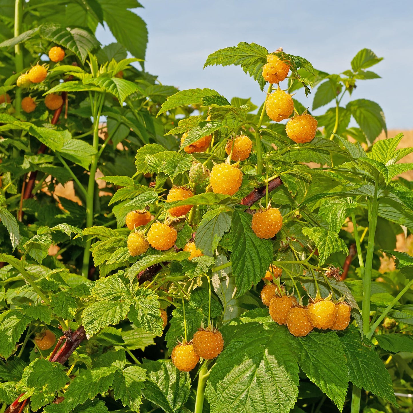 Rubus idaeus 'Fallgold' - Gele Framboos