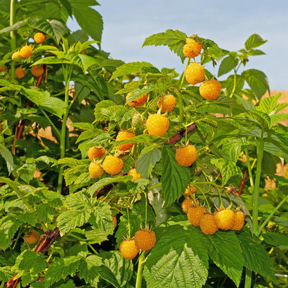 Rubus idaeus 'Fallgold' - Gele Framboos