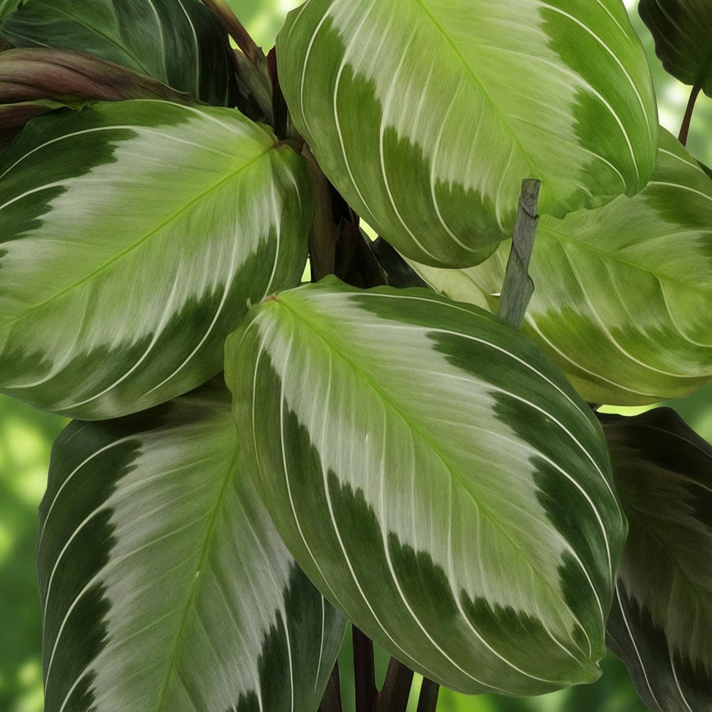 Green boutiQ - Kamerplant - Maranta Fascinator Silverband - Gebedsplant - Huisdiervriendelijke Plant - Groen - 4 Planten - met Mand - Pot 12cm - Hoogte 25cm