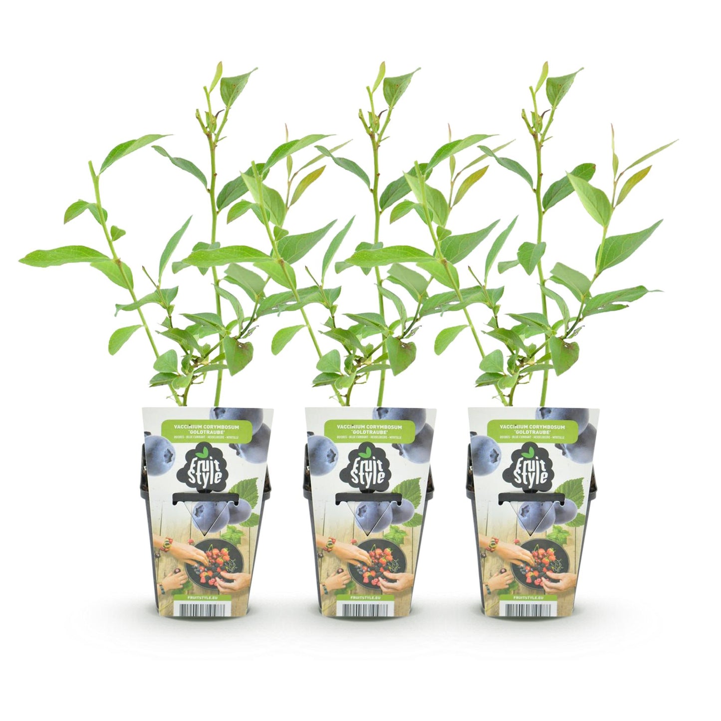 Vaccinium corymbossum 'Goldtraube' - Blauwe bes - 3 planten - Pot 9cm