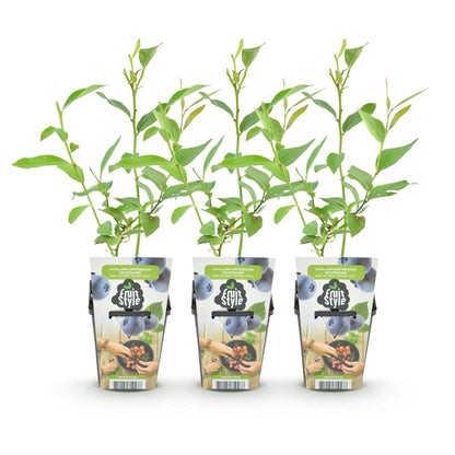 Vaccinium corymbossum 'Goldtraube' - Blauwe bes - 3 planten - Pot 9cm