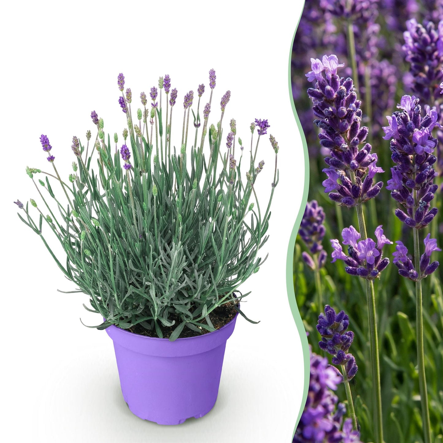 Lavandula angustifolia 'Munstead' - Lavendel