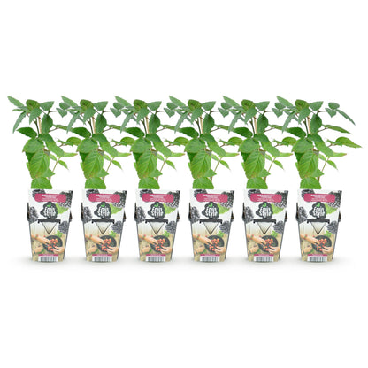 Rubus 'Thornfree' - Doornloze zwarte Braam - - -
