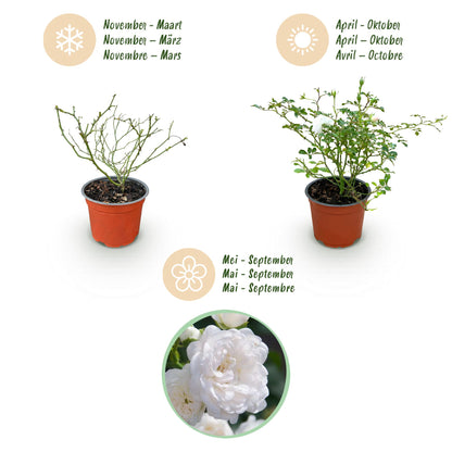 Rosa 'White Fairy' - Roos - hoogte 20-25cm