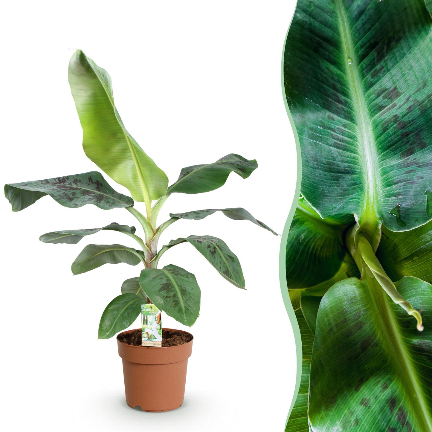 Musa acuminata Dwarf Cavendisch - Bananenplant - 1 plant - pot 21cm - hoogte 70-75cm