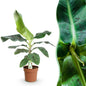 Musa acuminata Dwarf Cavendisch - Bananenplant - 1 plant - pot 21cm - hoogte 70-75cm